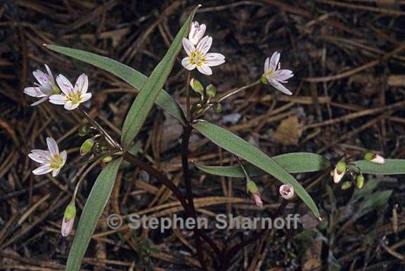 claytonia lanceolata 1 graphic